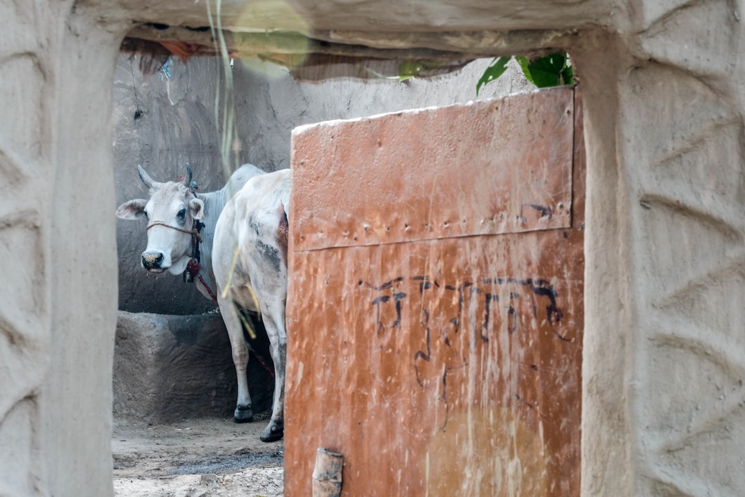While India Scrambles for LPG, This UP Village Has Solved It