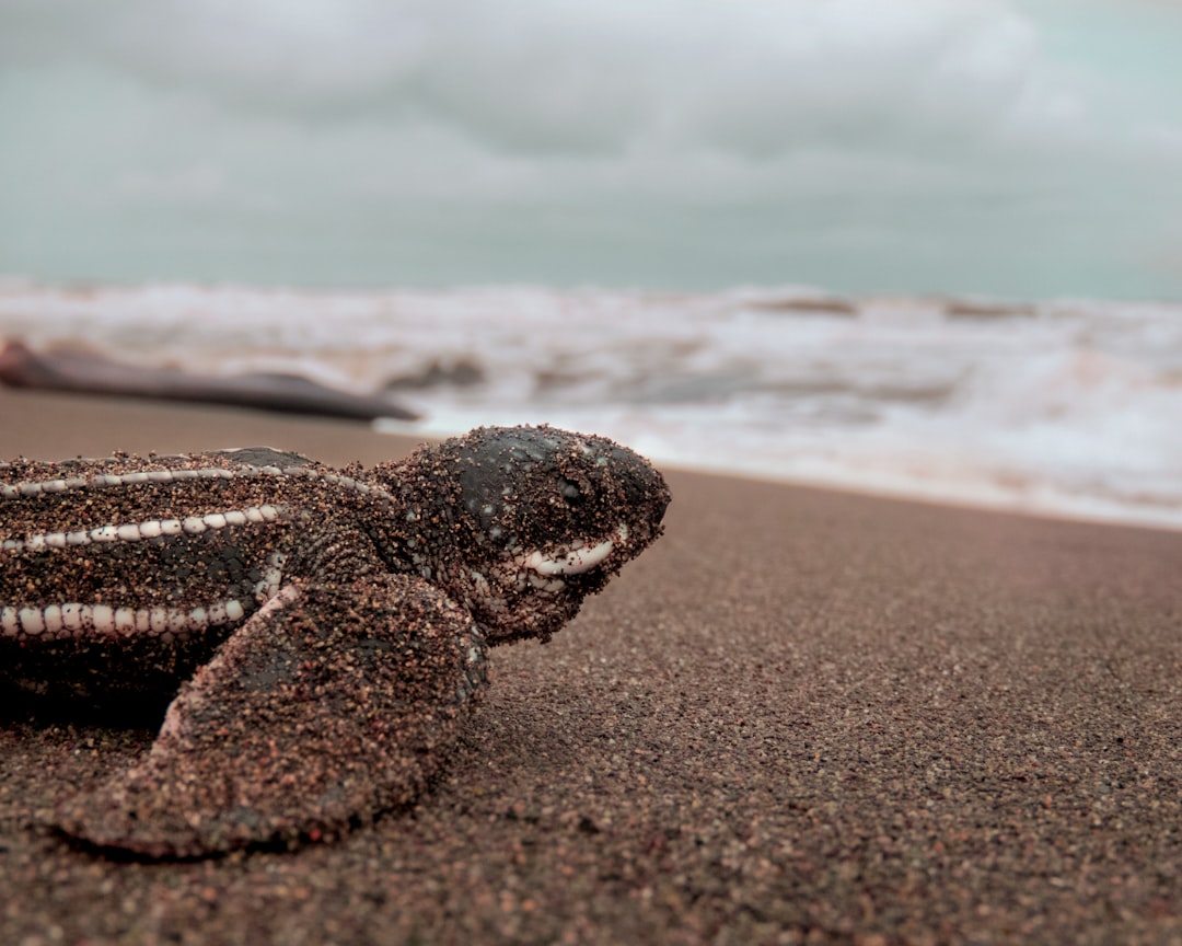 Galathea Bay on the Great Nicobar Island has seen record nesting of Leatherback turtles; then why are environmentalists not celebrating?