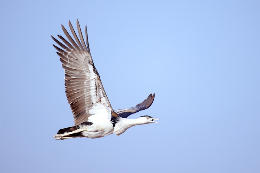 Badhai Ho! A Great Indian Bustard Is Born