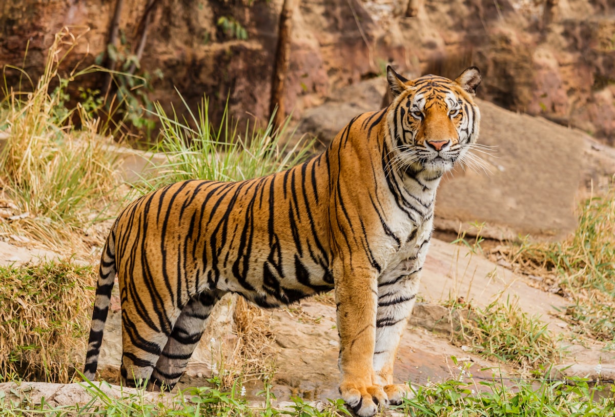 Protests Halt an Iron Ore Mine That Would Have Split a Tiger Corridor